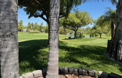 388-trees-new