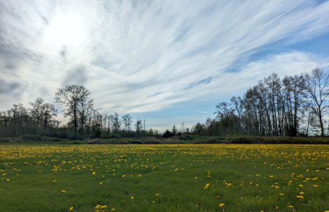 Field-2a
