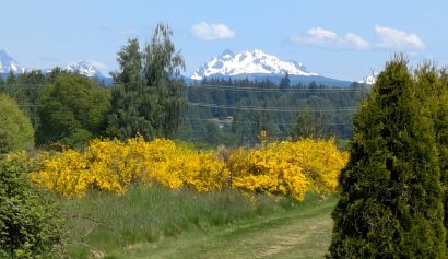 Mountain-View