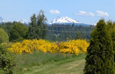 Mountain-View