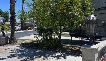 front-lemon-tree