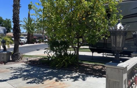 front-lemon-tree