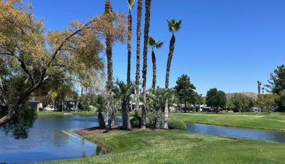 palms-by-pond