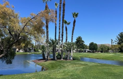 palms-by-pond